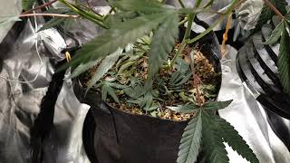 Sweet Zkittlez & Royal Gorilla Flower Update