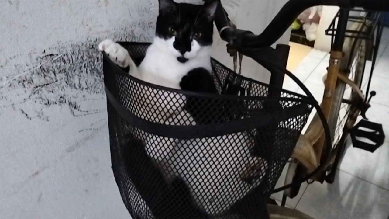 Bob ini betul-betul sangat menghibur, kucing lucu 