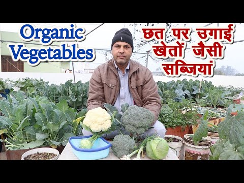 छत पर उगाई खेतों जैसी सब्जियां Organic Vegetables