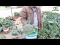 छत पर उगाई खेतों जैसी सब्जियां Organic Vegetables