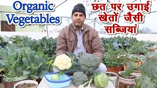 छत पर उगाई खेतों जैसी सब्जियां Organic Vegetables harvesting at Terrace Garden# Kitchen gardening