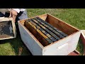 How to install a package of bees