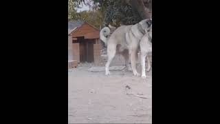 Funny Dog Mating #shorts Video #funny