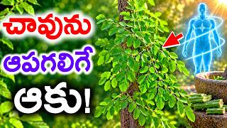 డాక్టర్స్ కే షాక్ ఇచ్చిన ఆకు ఇదే!వృద్దప్యాన్ని దరి చేరనివ్వదు..ఎలా తినాలో తెలుసా..