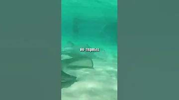 🐟 Зачем рыбе пила?