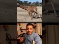 زرافة و هي بتقعد زرافة و هي بتقعد