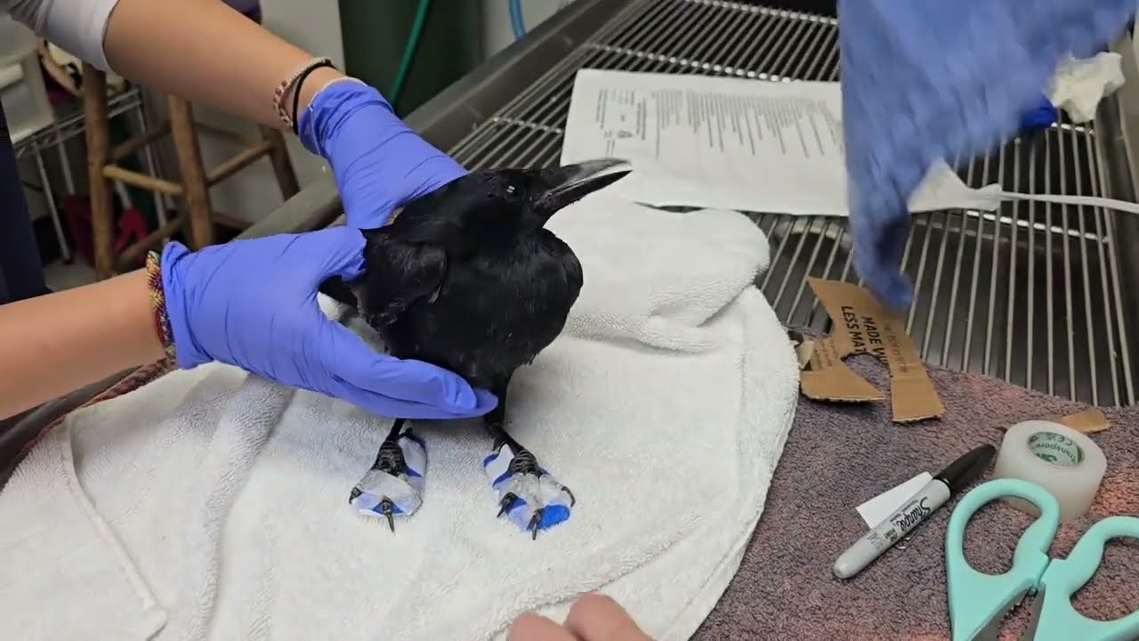 Orthopedic Boots for a Crow at WildCare - YouTube