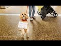 Adorable Pup Welcomes Her Biggest Fan From Overseas