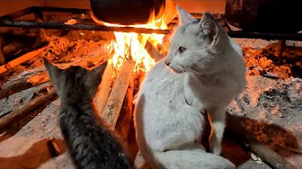 Kittens Warming Up By The Stove Fire