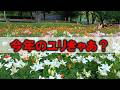 無料で見放題。ユリ満開@千種公園。花の動画はシニアの殿方には不人気だと知ってても、撮影しに行くジエモン。清明山のビューティーサロンスター全焼。2026年5月31日撮影。No.1371