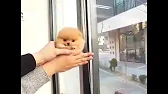 Людмила Козеко