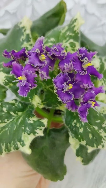 Фиалка ЛЕ-Галатея спорт #flowers - YouTube