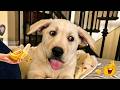 Cute Pets Doing Dumb Things 😹🐶 Hilarious Cat and Dog Moments You Can’t Stop Watching!