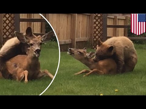 Rare moment caught on camera as bear mauls deer in Colorado backyard - TomoNews