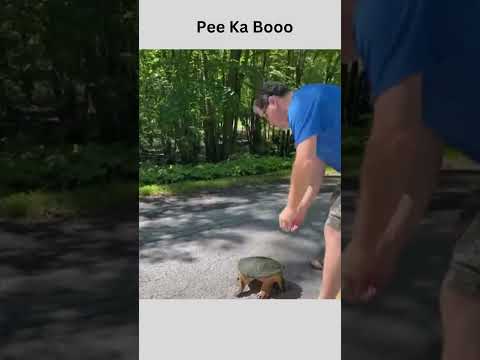 Pee Ka Booo l Funny Animals #shorts