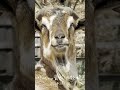 実はかまってちゃんなオスヤギ「だいず」 #shorts