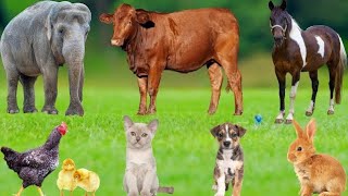 Wonderful Animal Sounds: Elephant, Cow, Cat, Chicken, Horse, Sheep, Tiger, – Natural Pets Sound. screenshot 4