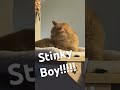 #poop #fart #baby #stinky #smellycat #love #baby #cat