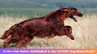 Is the Irish Setter ADORABLE & the CUTEST Dog Breed Ever?