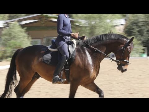 How to Sit in the Saddle and Move with your Horse