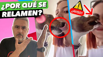 ¿Por qué se lamen los labios los perros?