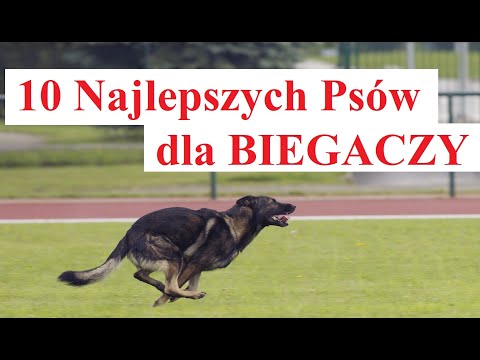 Wideo: Dlaczego psy żyją na ludziach?