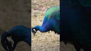 Повне відео на каналі. Прогулянка в зоопарк #animals #малюкам #розвиваючівідео #вивчаємотварин