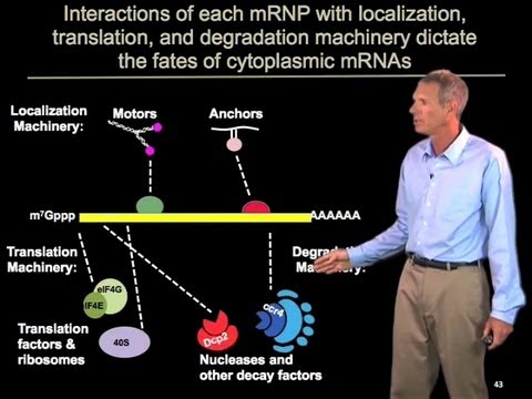 Video: Konstitutiva Mönster För Genuttryck Som Regleras Av RNA-bindande Proteiner