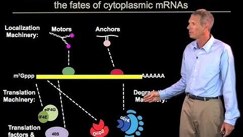 RNA-Binding Proteins  - Roy Parker (Boulder/HHMI)