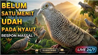 Perkutut Lokal Gacor Suara Super Kristal - Pancingan Malas Bunyi  (99%AMPUH BANGET)
