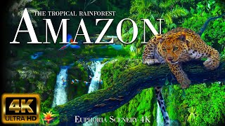 AMAZON FROM THE AERIAL (4K UHD) - Soft Music With Wonderful Natural Landscapes To Calm Your Mind screenshot 2