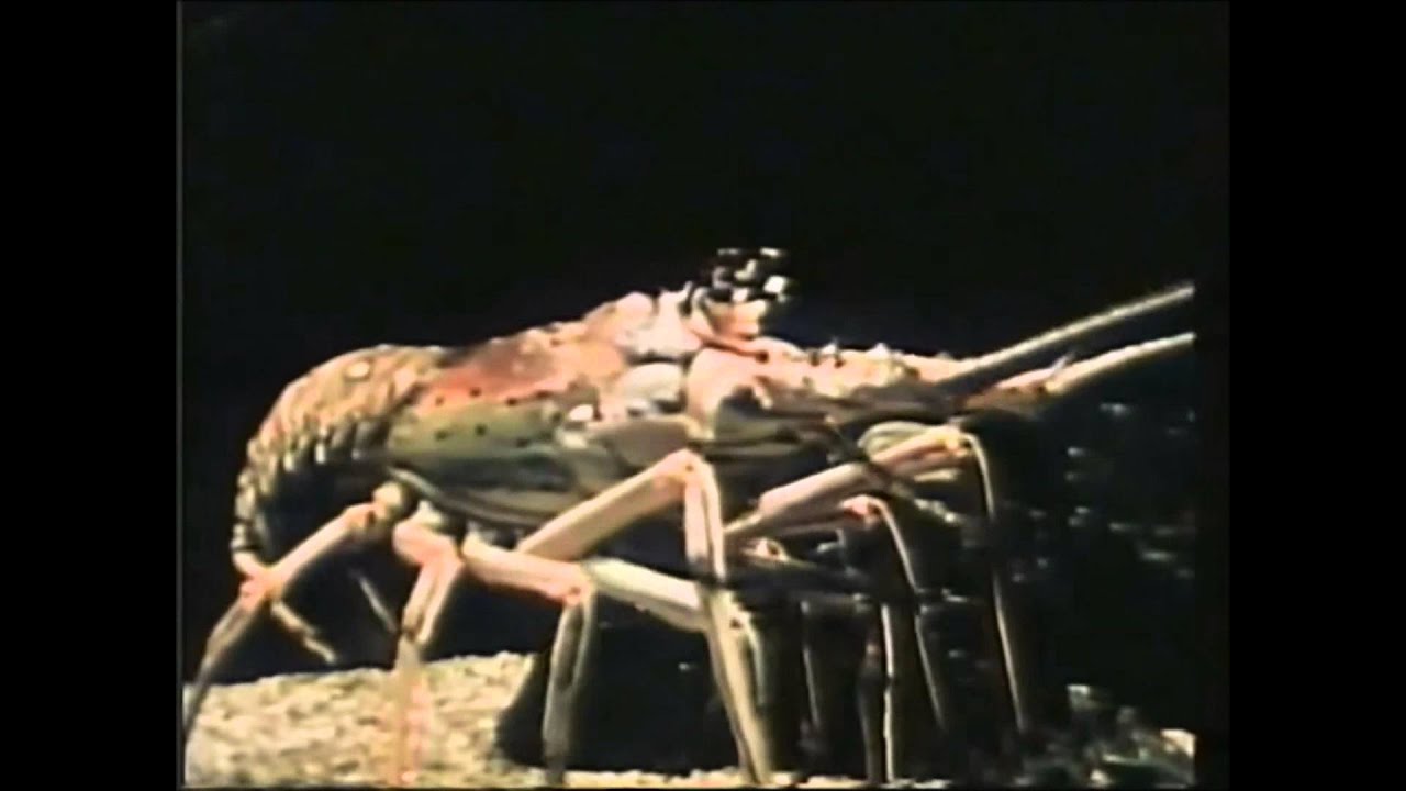 Invertebrata Youtube