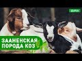 Энциклопедия домашних животных №4 - Зааненская порода коз