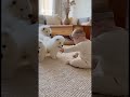 The Purest Bond: Smart Nanny Dog & Her Baby ❤️✨ #Shorts #Samoyed