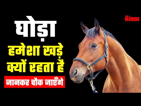 वीडियो: घोड़ा कब घबरा जाता है?
