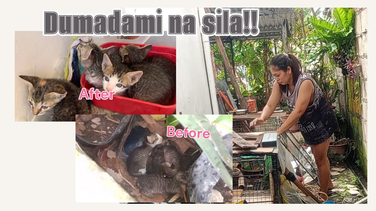 😽 4 na mga bagong pusa | inihanda ang cage para sa kanila | Autism Diaries 