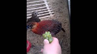 Очень редкий фазан кормится с рук