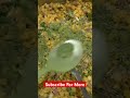 Kasuri Methi Mixing In Chana Dal #shorts #shortvideo #cooking