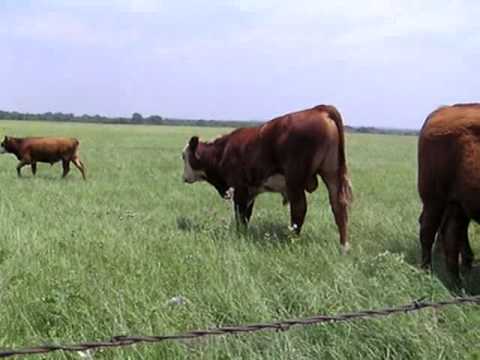 Discussion about Geography and Raising Livestock in the field in Texas