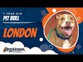 7 Year Old Pit 7 Year Old Pit
