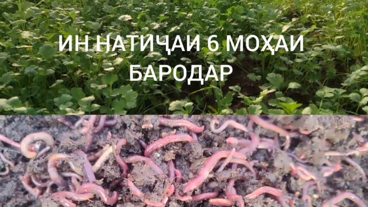 Натиҷаи 6 моҳаи бародармон. 900172225 ..882022225