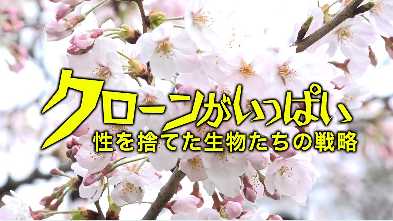 【ソメイヨシノはクローンだった】クローンがいっぱい　性を捨てた生物たちの戦略｜ガリレオX 第127回