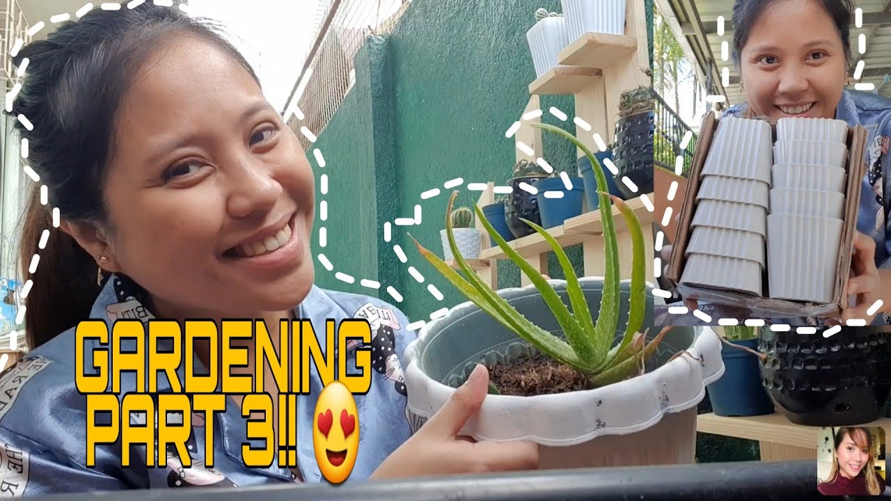 HOW I REVIVED DYING ALOE VERA PLANT|TIPS WHERE TO BUY AFFORDABLE MINI