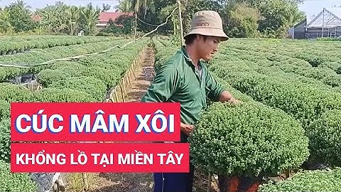 Ngỡ ngàng bó cúc mâm xôi khổng lồ ở miền Tây