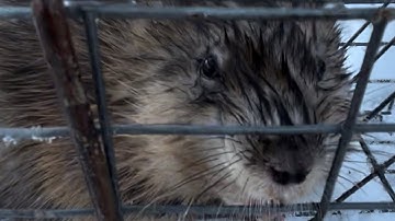 caught a muskrat instantly in a colony trap!!!! trapping the beaver ponds!!!