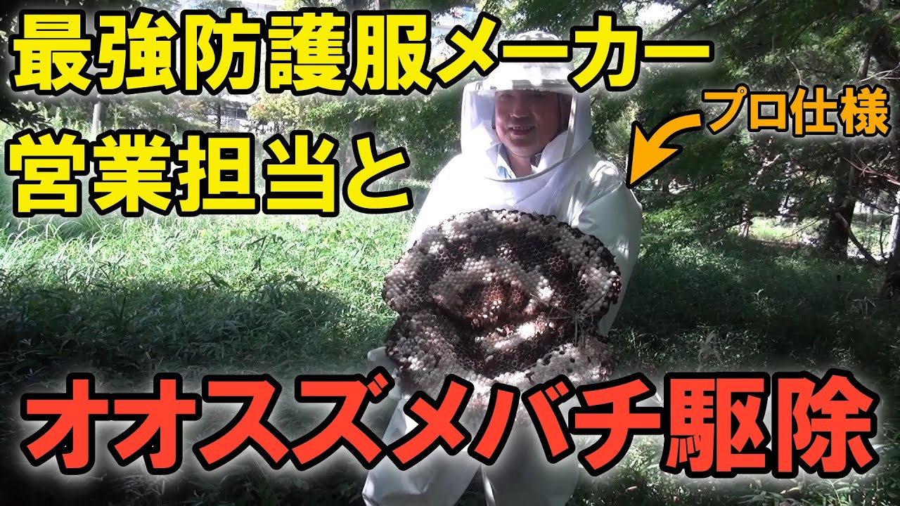 [Азиатский гигантский шершень] Уничтожьте гнездо гигантских шершней! Представитель крупнейшего пр...