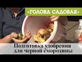 Голова садовая - Подготовка удобрения для черной смородины