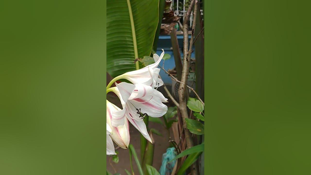 Flores da Açucena branca. Que beleza! - thptnganamst.edu.vn