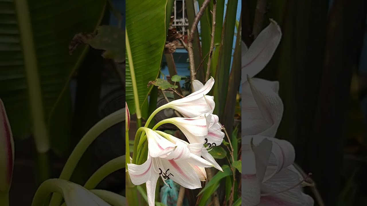 Flores da Açucena branca. Que beleza! - thptnganamst.edu.vn
