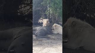 Mfowethu Shishangan is alive! Satara Kruger Park